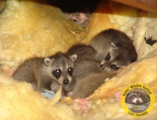 AAA Gates’ Wildlife Control