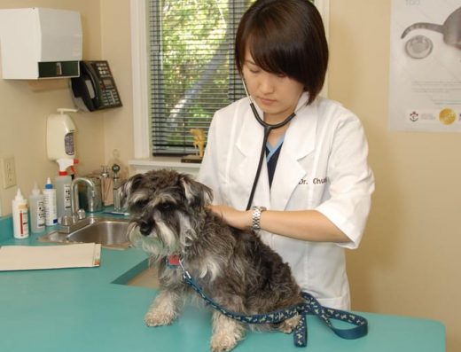 Bridletowne Warden Animal Hospital