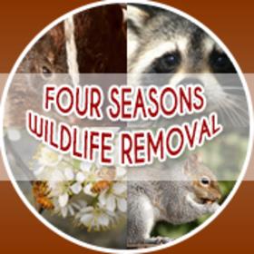 Four Seasons Wildlife Removal – Raccoon Removal Etobicoke