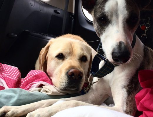 Lifes Poochy Dog Walking Service 