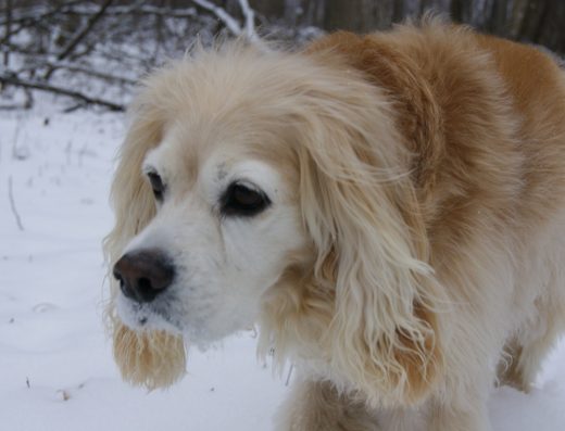 Lifes Poochy Dog Walking Service 