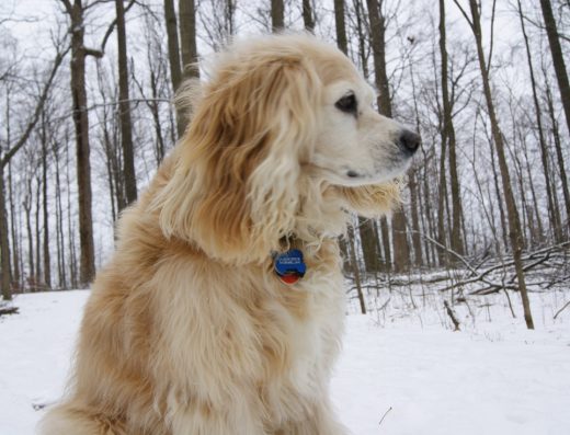 Lifes Poochy Dog Walking Service 