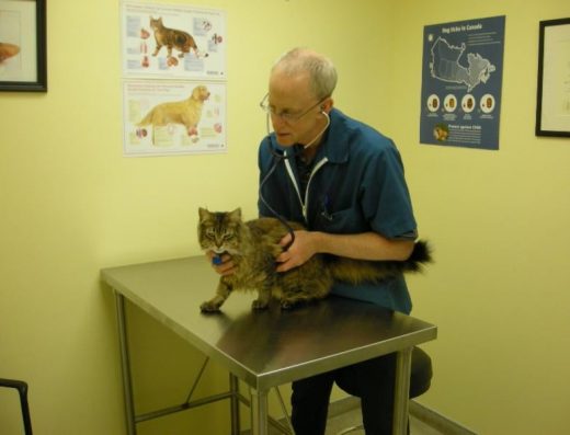 Parkdale Animal Hospital 