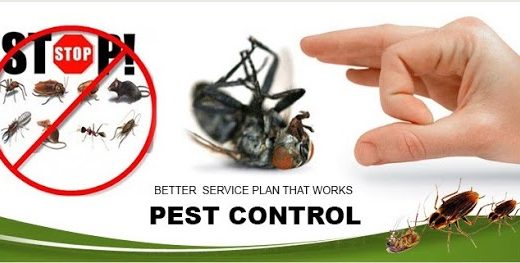 Pest R Gone – Pest Control North York