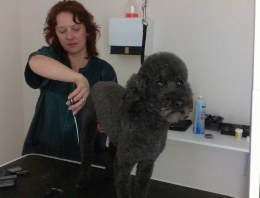 Rexdale Animal Hospital