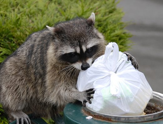 Four Seasons Wildlife Removal – Raccoon Removal Etobicoke