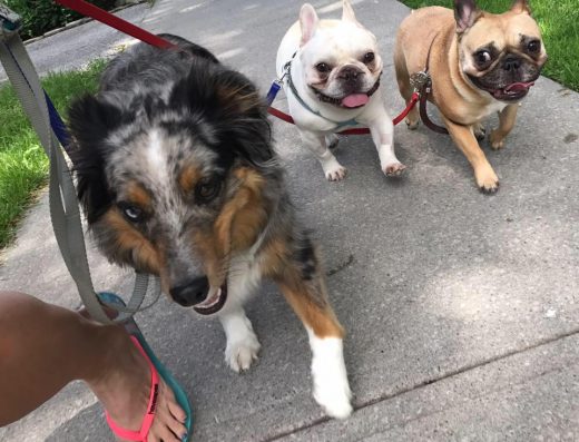 The Canine Collective 