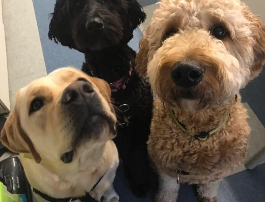 The Canine Collective 