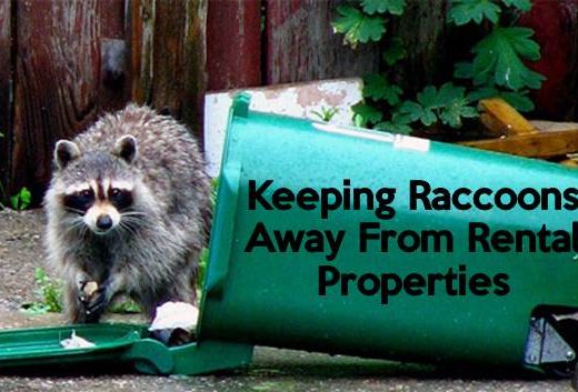 Four Seasons Wildlife Removal – Raccoon Removal Etobicoke